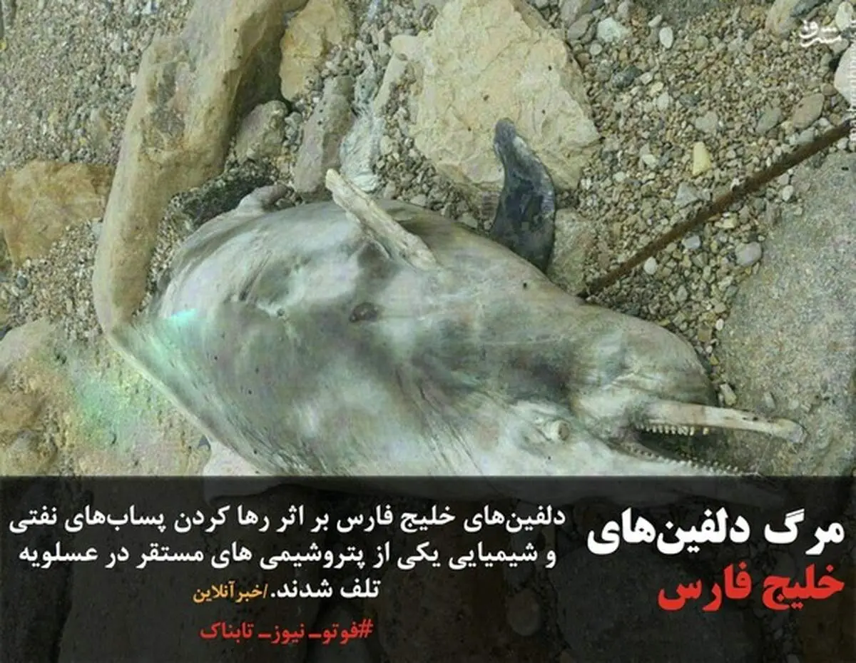 مرگ دلفین‌های خلیج فارس