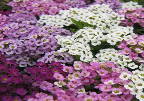 راهنمای کامل کاشت و نگهداری پاپایا در گلدان

