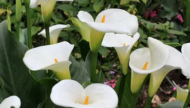 گل شیپوری هلندی در خانه تکثیر کنید