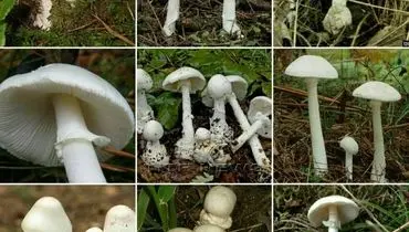 از این قارچ‌ها نخورید! +عکس