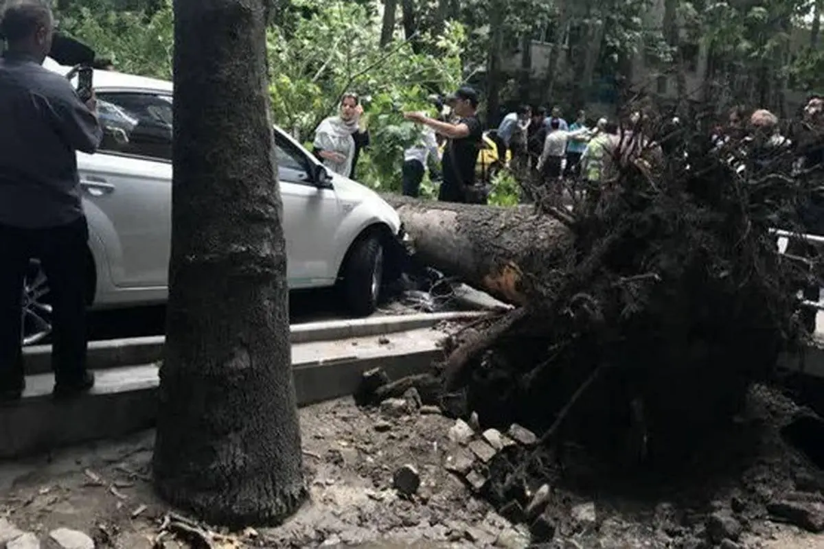 سقوط درخت در خیابان ولیعصر تهران +عکس