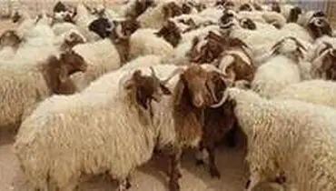 صادرات دام زنده ممنوع شد
