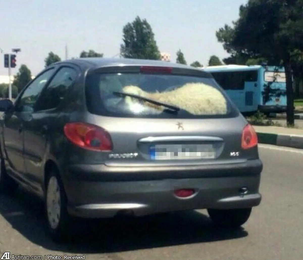 ۲۰۶ سواری گوسفند +عکس