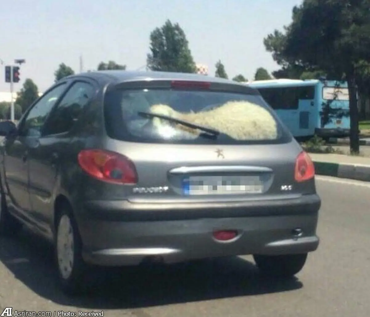 ۲۰۶ سواری گوسفند +عکس