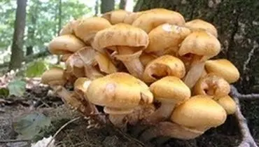 قارچ‌های سمی ۱۵ قربانی گرفت/ ۱۰۱۷ نفر در بیمارستان بستری شدند