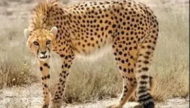 پلنگ ایرانی در خراسان رضوی برای اولین بار روئیت شد