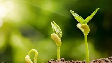 سبک زندگی در دعاهای رمضانی/دست اندازهایی که با دعا پیش پای نفس ایجاد می شود