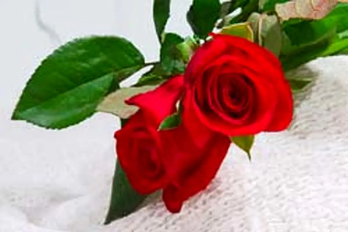 برای جاری کردن صیغه محرمیت در ازدواج موقت چه مسائل شرعی، باید مراعات شود؟