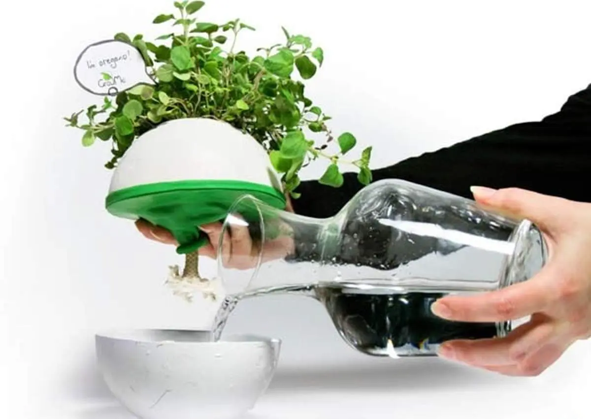 با روش صحیح آبیاری گیاهان آپارتمانی آشنا شوید