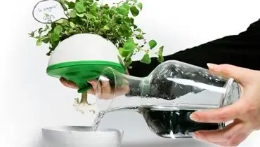 با روش صحیح آبیاری گیاهان آپارتمانی آشنا شوید
