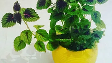 ۶ نکته کلیدی برای مراقبت از گیاهان آپارتمانی