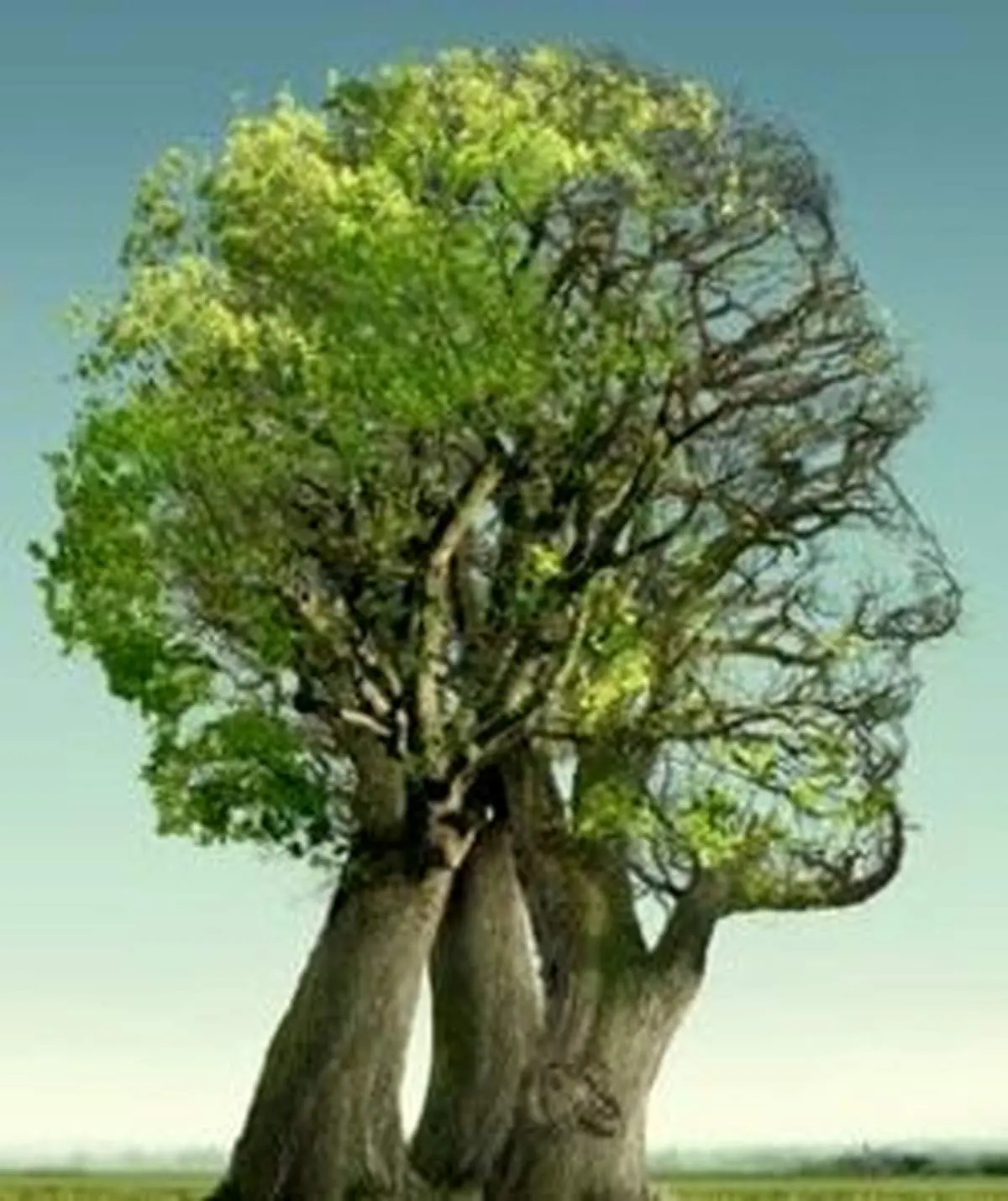 آیا گیاهان فکر می‌کنند؟