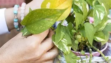 با فوت و فن کود دهی گیاهان آپارتمانی آشنا شوید
