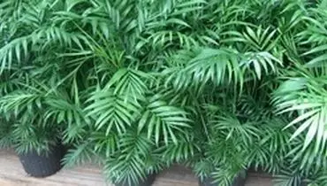۷ گیاه برای تصفیه هوای داخل خانه