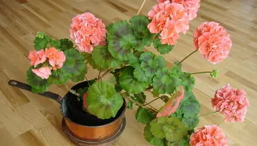راز و رمز نگهداری از گل شمعدونی