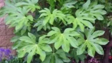 آرالیایی ژاپنی پرورش دهید