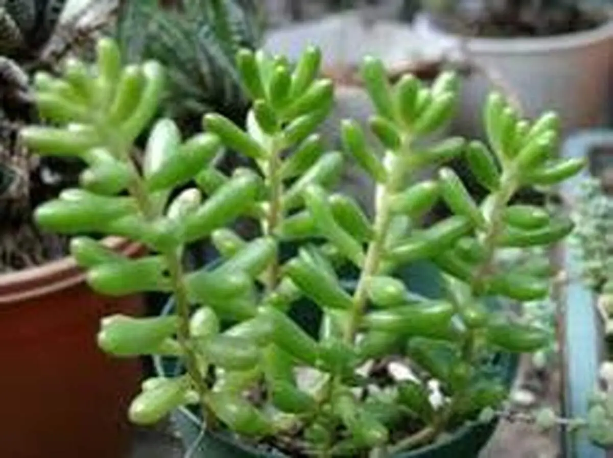 نحوه شناسایی کاکتوس‌ها از گیاهان گوشتی