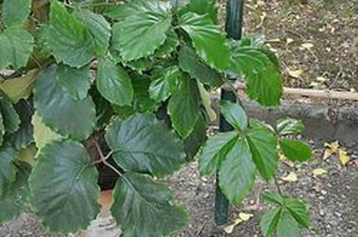 گیاهان آپارتمانی عالی برای افراد تنبل/۱۰ گیاه آپارتمانی که باید فقط یک بار در ماه به آن آب بدهید