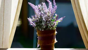 با نگهداری این گیاهان در خانه آرامش بیشتری داشته باشیم