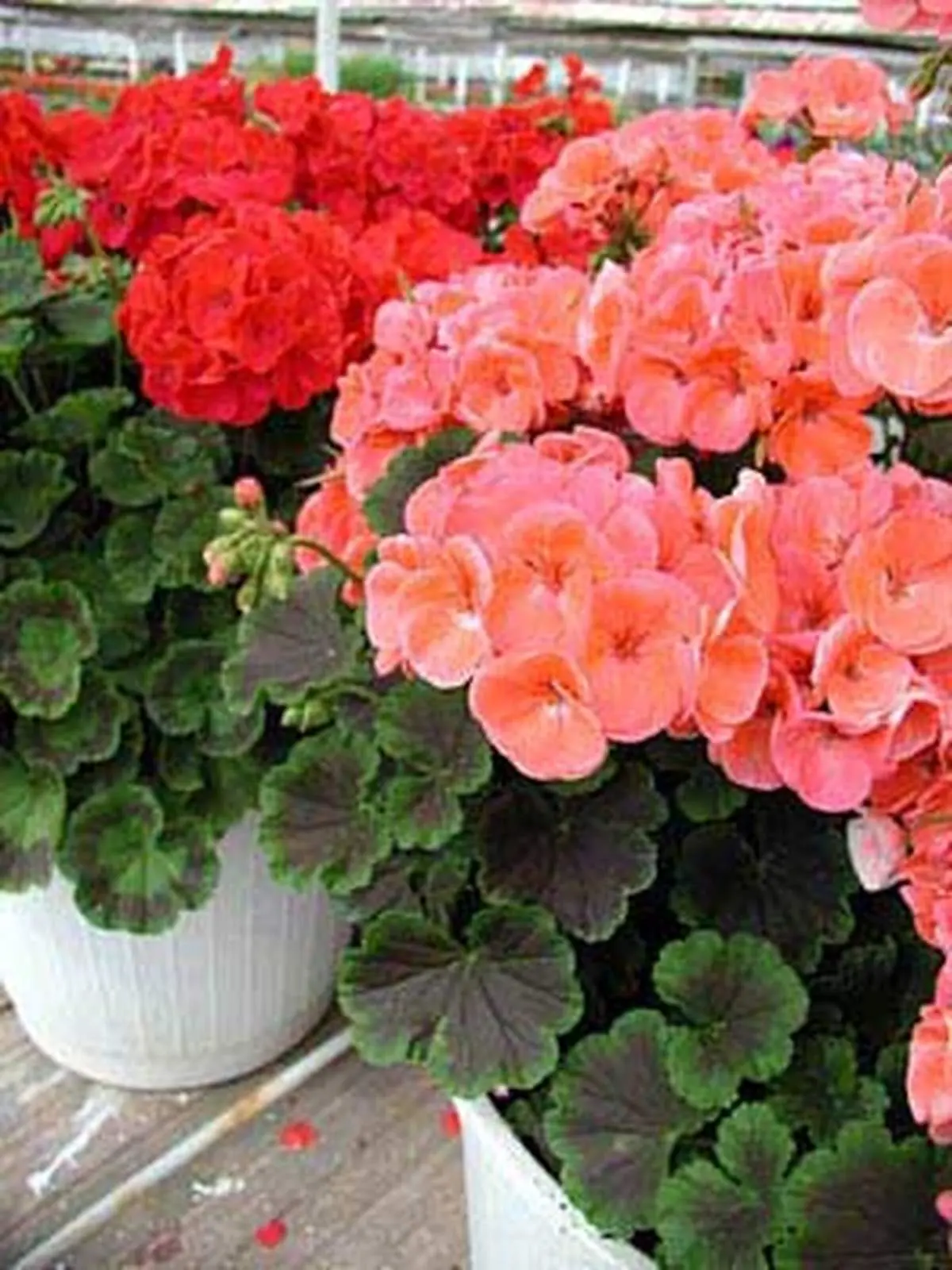 گل شمعدانی را چگونه پرورش دهیم؟