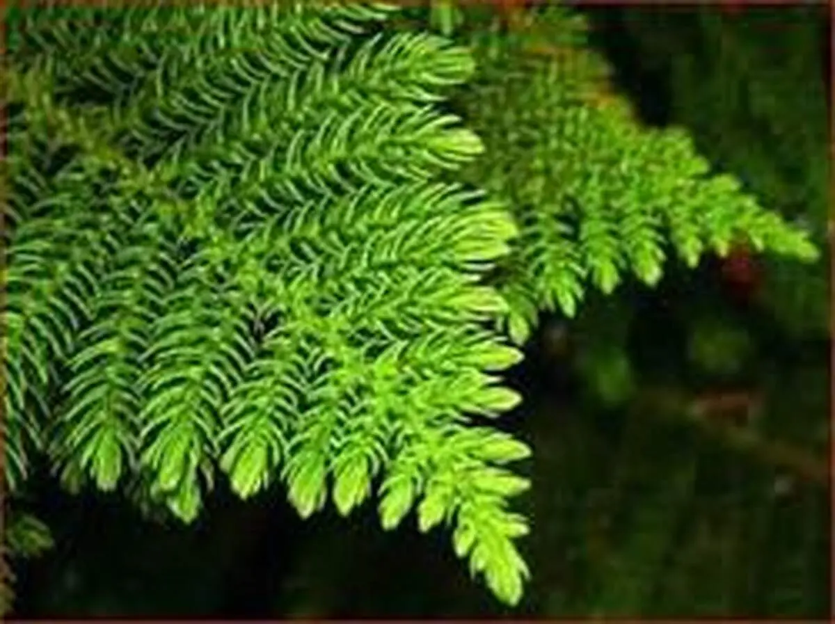 نگهداری و پرورش کاج مطبق