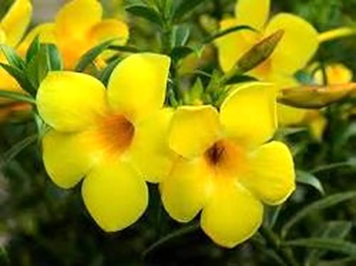 آموزش کاشت و تکثیر گل آلاماندا