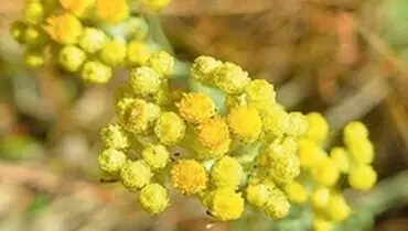 بـا این دمنـوش بـه جنـگ کـم‌خـونـی بـرویـد