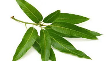 برگ بو یک گیاه درمانی معجزه گر