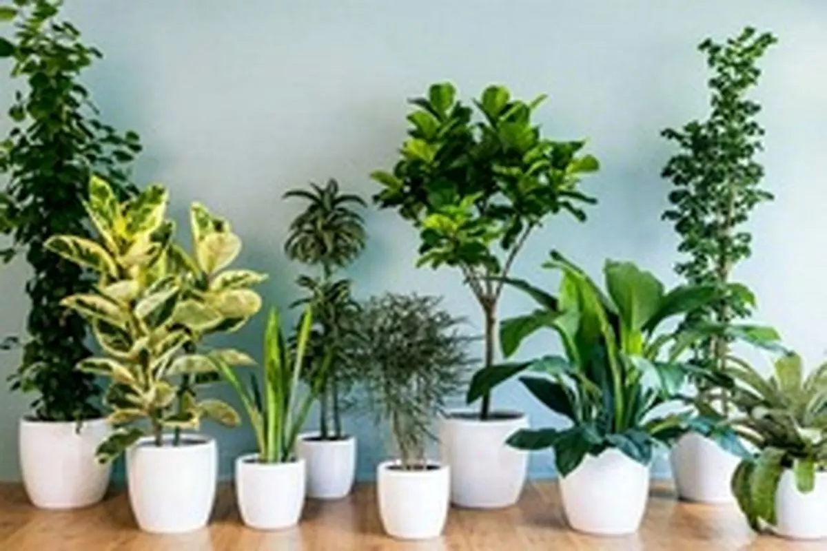 ۱۵ گیاه برای تصفیه هوای خانه، آپارتمان و اداره