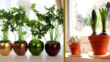 ۶ فضای مناسب برای گلدان‌های سبز در خانه