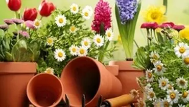 ۳ ویژگی یک گلدان مناسب برای پرورش گل و گیاه