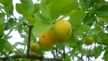 روش کاشت صحیح درخت آرزا