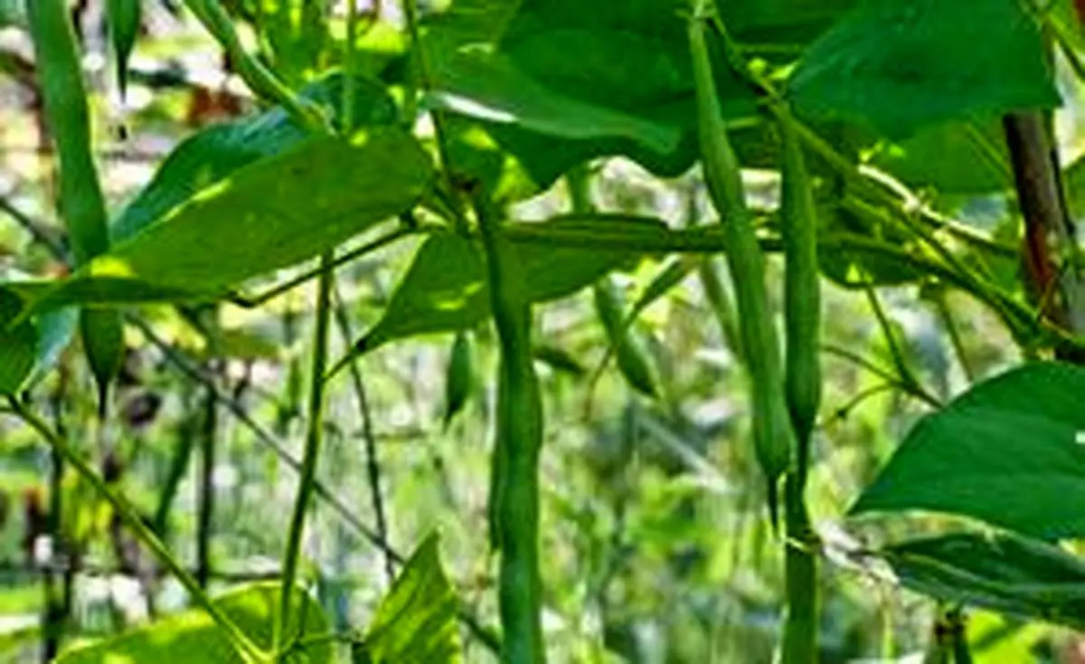 به همین راحتی در فضای کم لوبیا سبز پرورش دهید