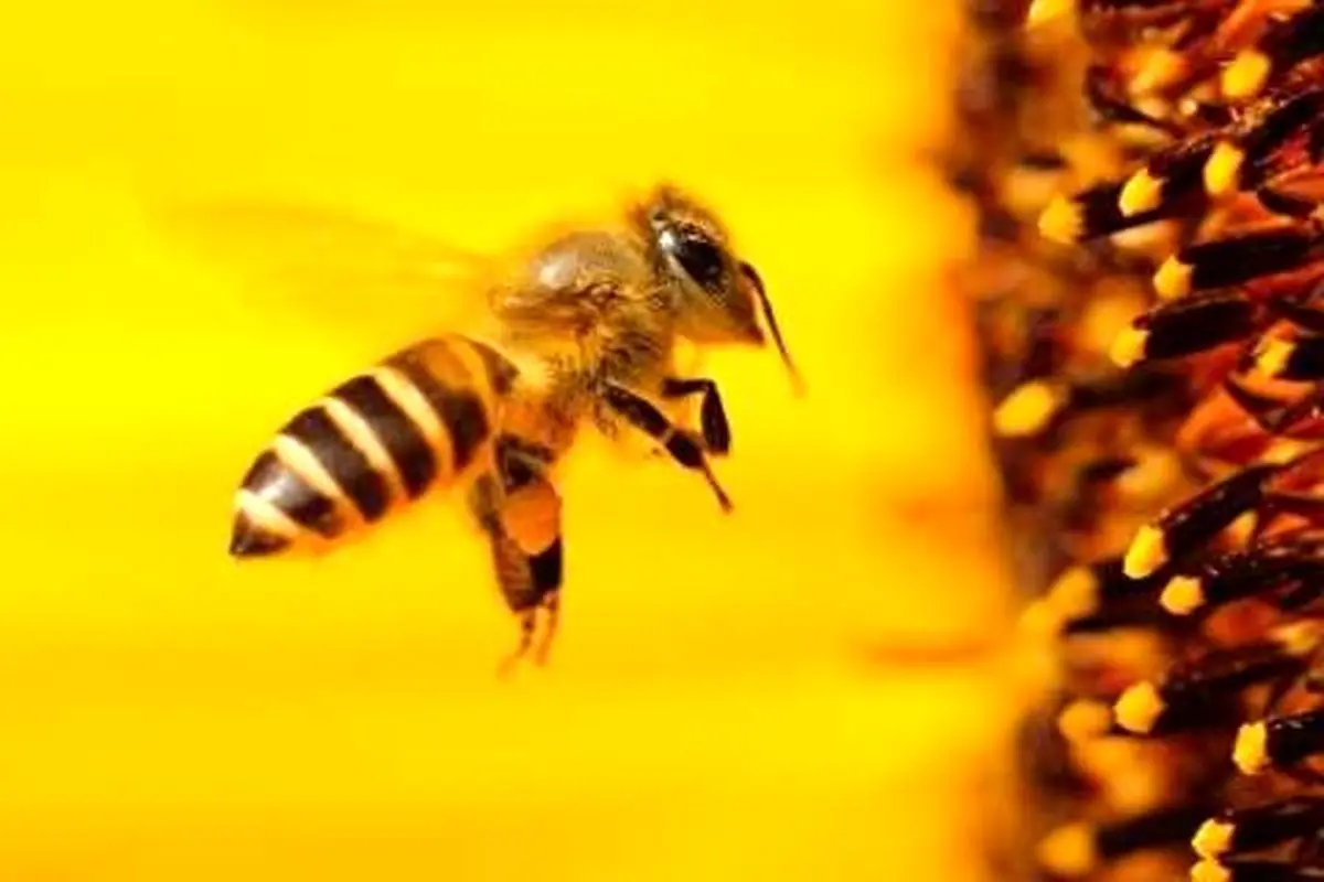 چرا زنبورها از انسان‎ها باهوش‌تر هستند؟ + فیلم
