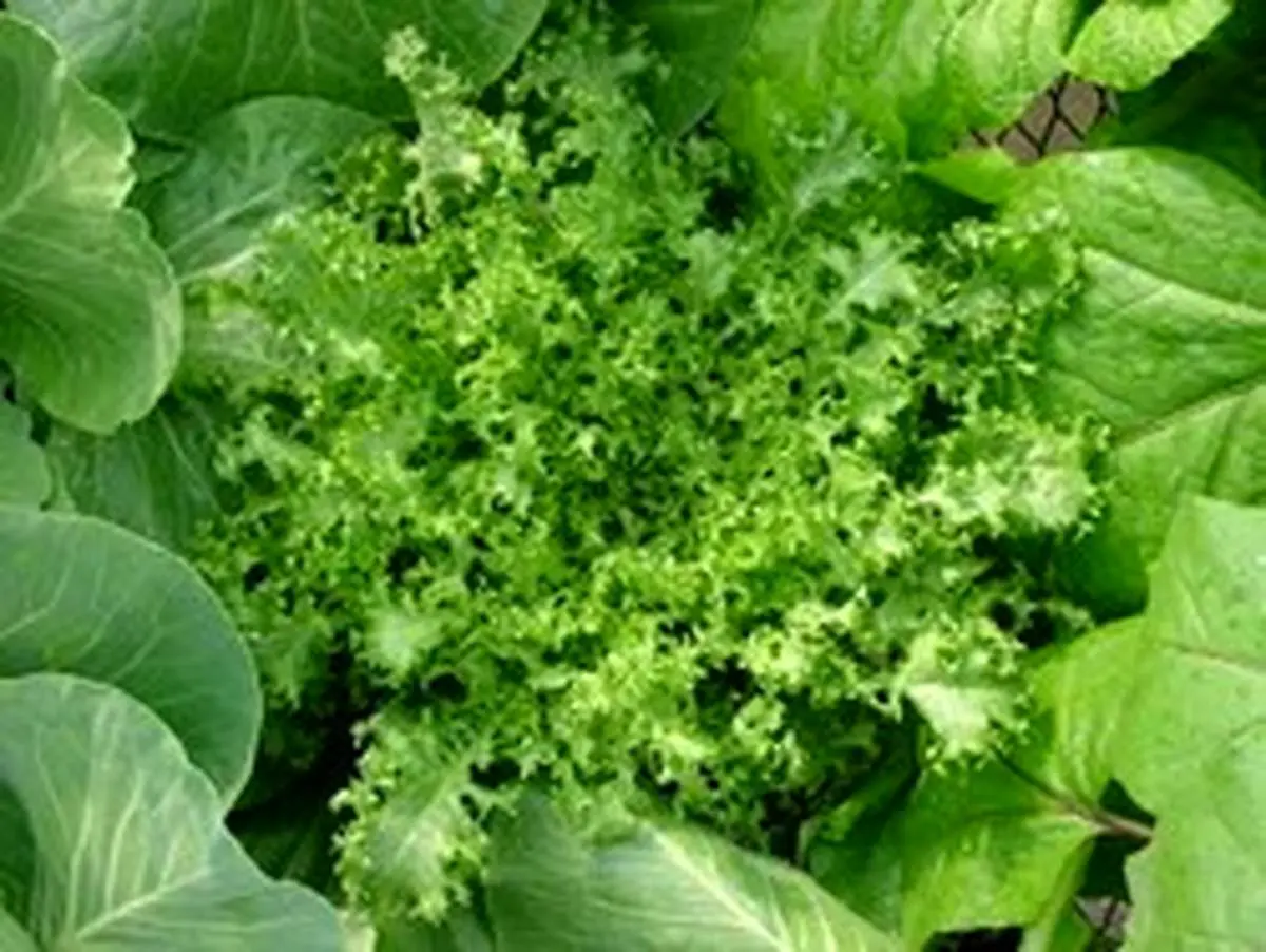 روش کاشت و مراقبت از گیاه کاسنی
