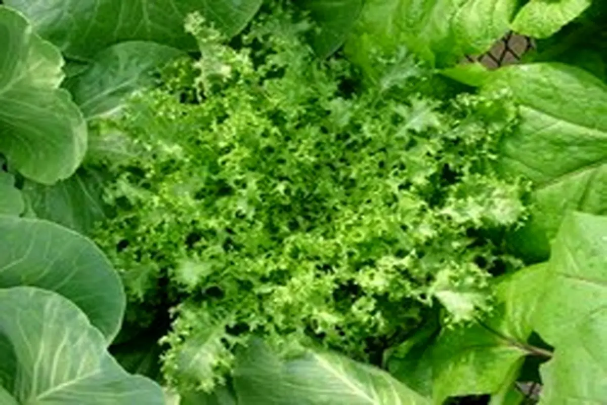 روش کاشت و مراقبت از گیاه کاسنی