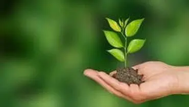 نکاتی مهم در مورد عمق قابل کاشت گیاهان