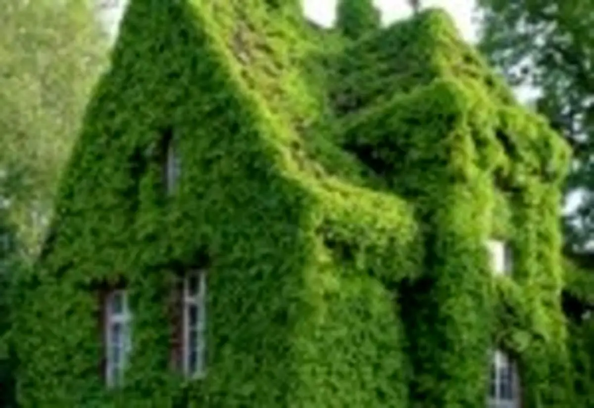 آشنایی با گیاهان بالارونده