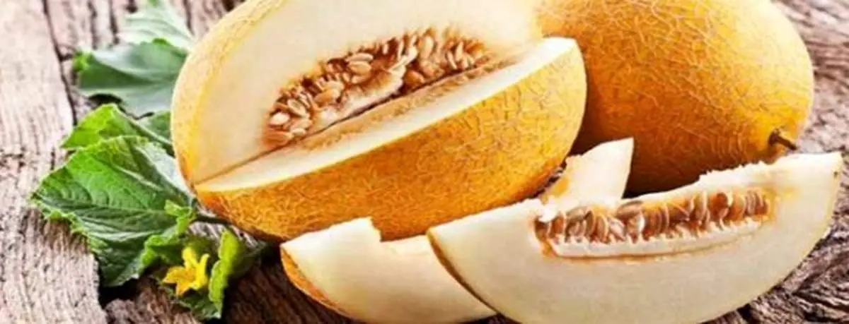 هرگز خربزه ناشتا نخورید