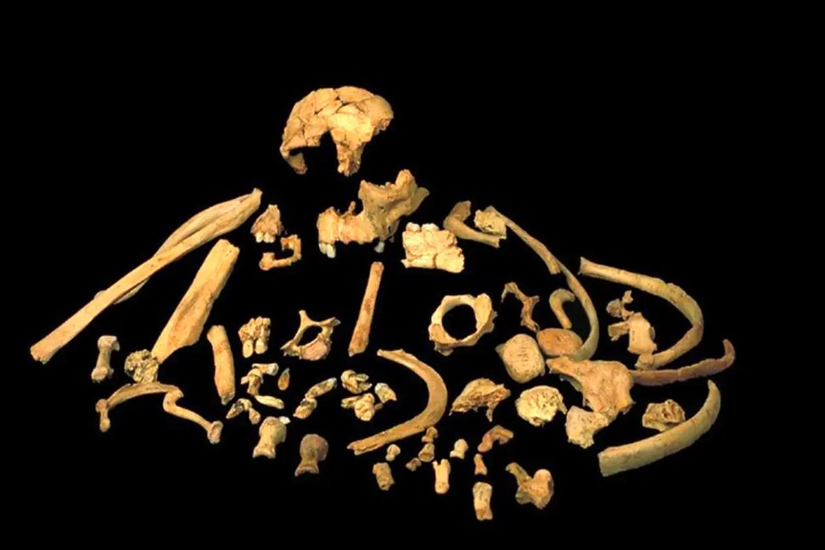 فسيل قديمی ترين جسد انسان كشف شد +عكس