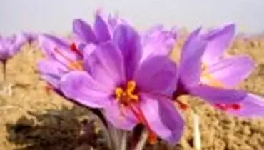 مراقبت‌های لازم برای پرورش گیاه زعفران