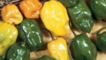 روش صحیح و اصولی کاشت فلفل در خانه