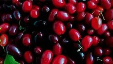 با خواص شگفت انگیز زغال اخته آشنا شوید