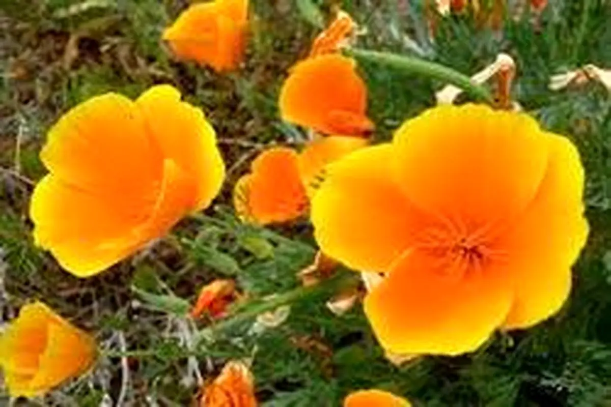 نحوه صحیح کاشت گل شقایق کالیفرنیا
