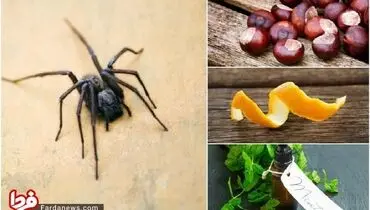 برای دور نگه داشتن عنکبوت‌ها از محیط خانه چه کارهای انجام دهیم