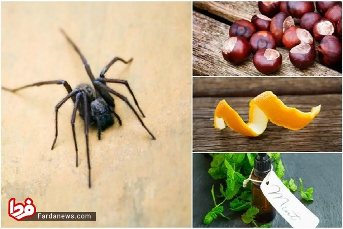 برای دور نگه داشتن عنکبوت‌ها از محیط خانه چه کارهای انجام دهیم
