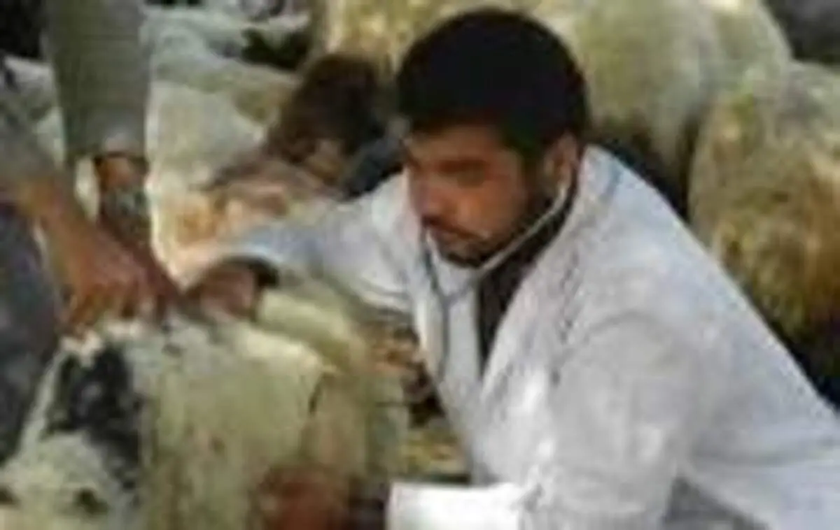 مراکز عرضه غیر مجاز دام در سطح منطقه 5 ساماندهی می شود