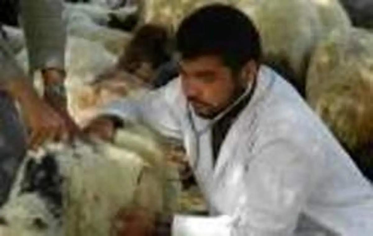 مراکز عرضه غیر مجاز دام در سطح منطقه 5 ساماندهی می شود