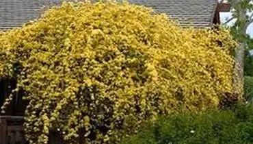نکاتی که درباره آبشار طلایی باید بدانید