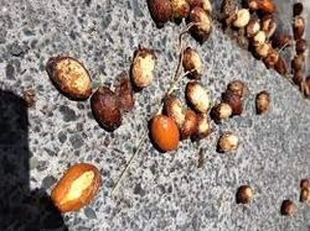 چگونه بذر گیاه خوب را تشخیص دهیم